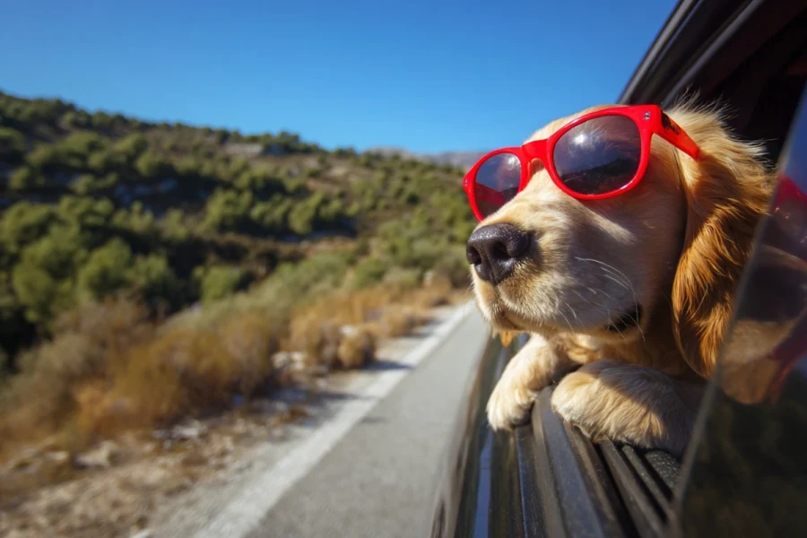 Traveling with pets tips