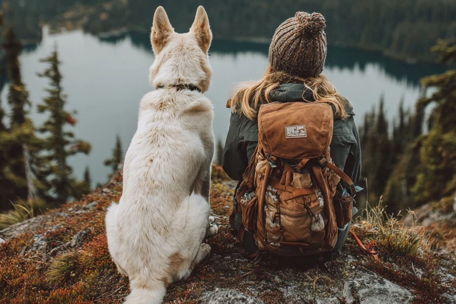 Best pet travel gear for road trips